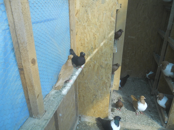 corespondenta 126 - 1804 Florin Manolache