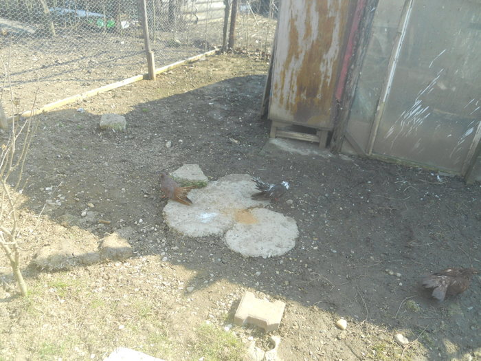 corespondenta 129 - 1804 Florin Manolache