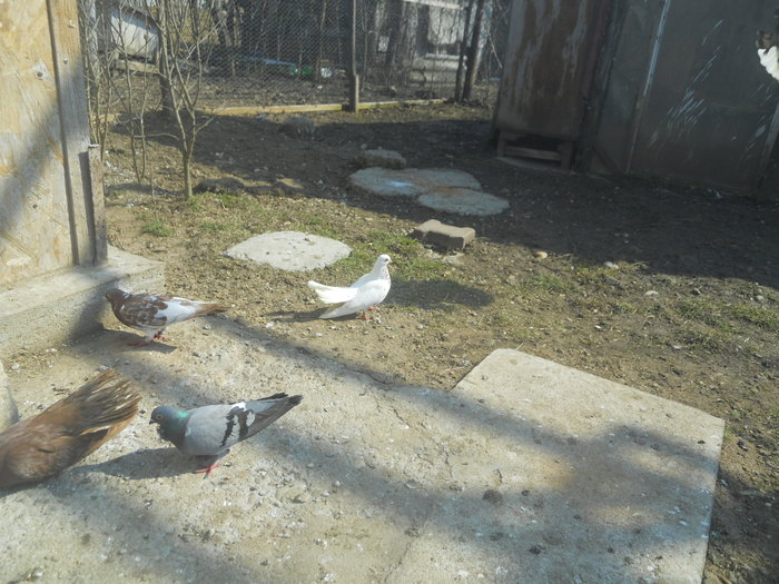 corespondenta 131 - 1804 Florin Manolache