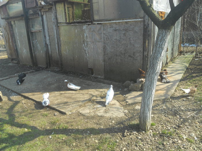 corespondenta 132 - 1804 Florin Manolache