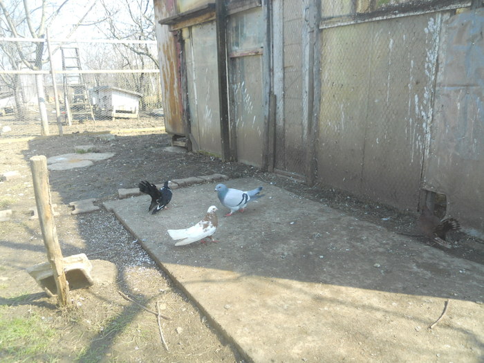 corespondenta 134 - 1804 Florin Manolache