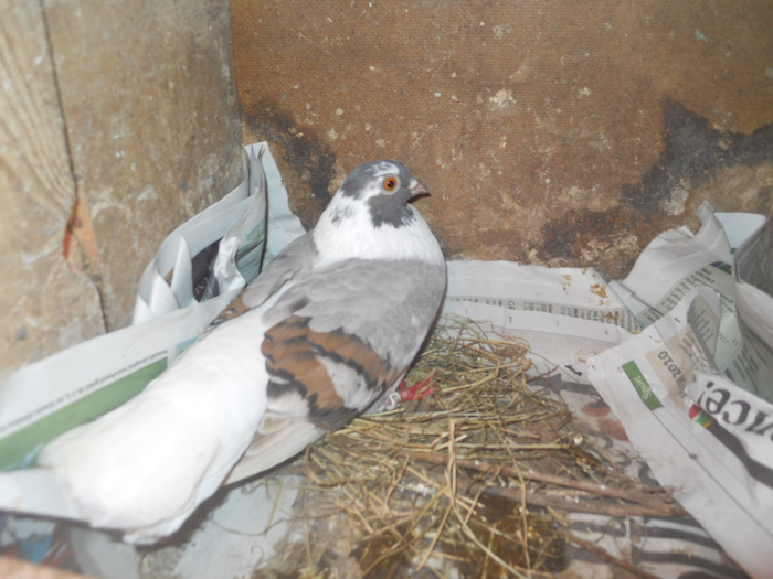 corespondenta 139 - 1804 Florin Manolache