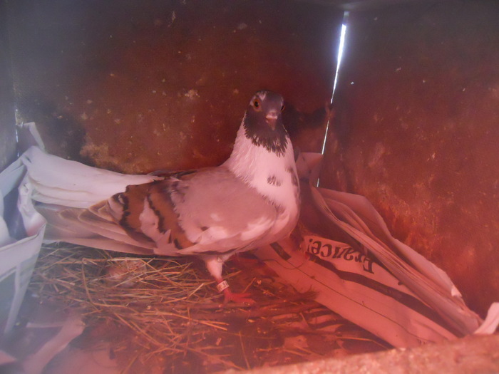 corespondenta 140 - 1804 Florin Manolache