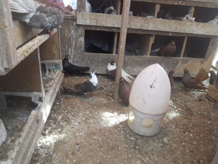 corespondenta 141 - 1804 Florin Manolache