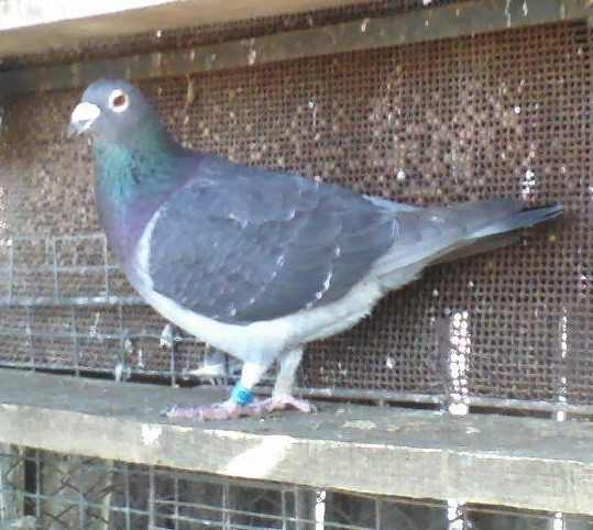 mascul 2008