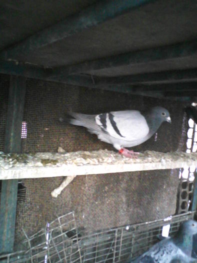 mascul 2010