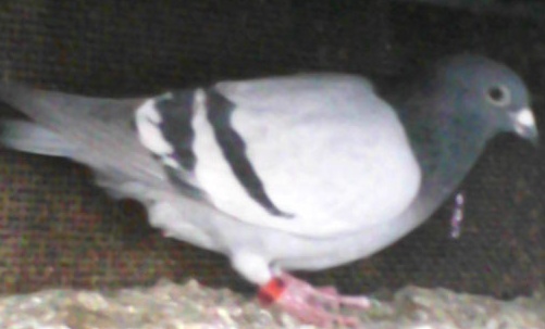 mascul 2010