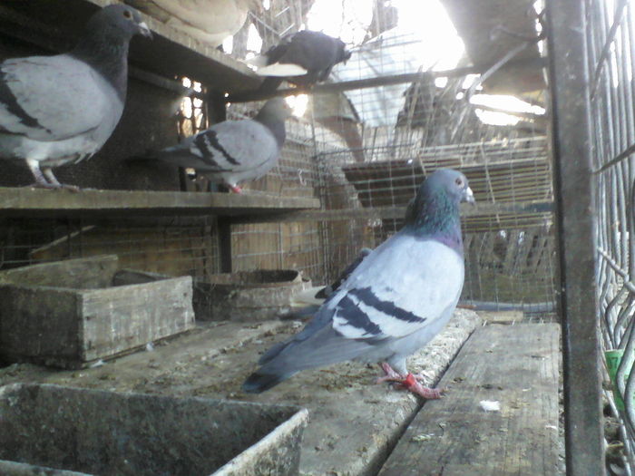 femela 2010