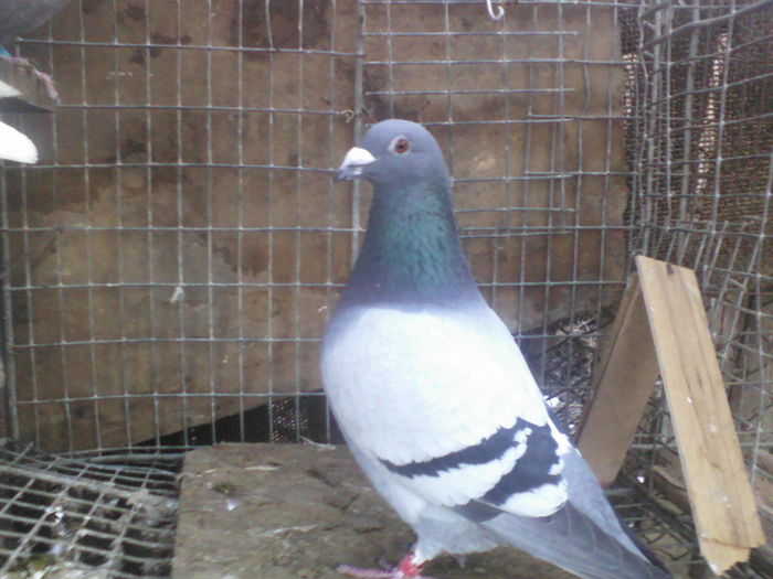 mascul 2010