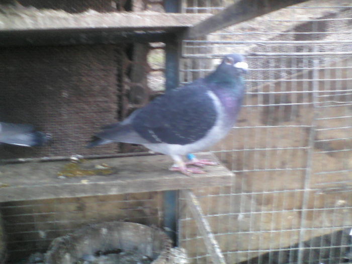 mascul 2010