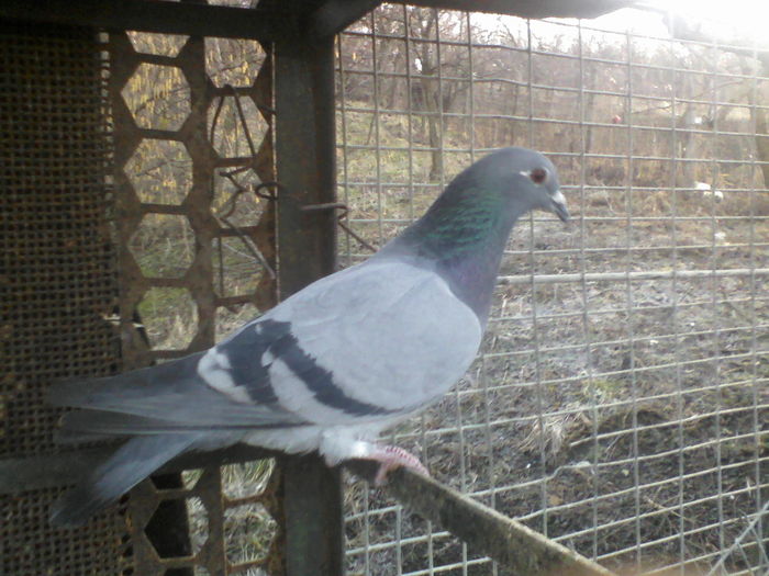 femela 2010