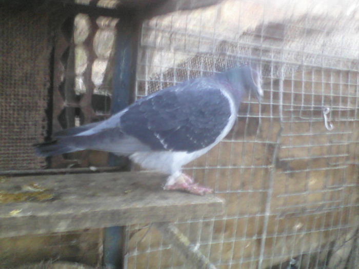 mascul