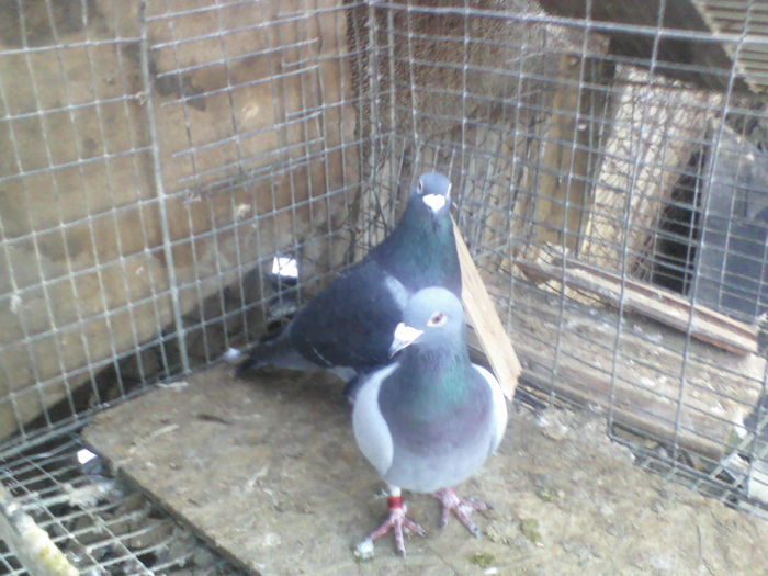 cuplu
