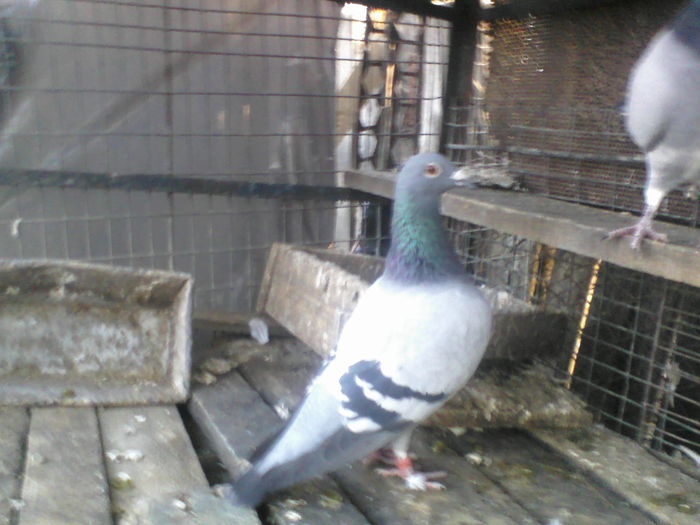 femela 2008
