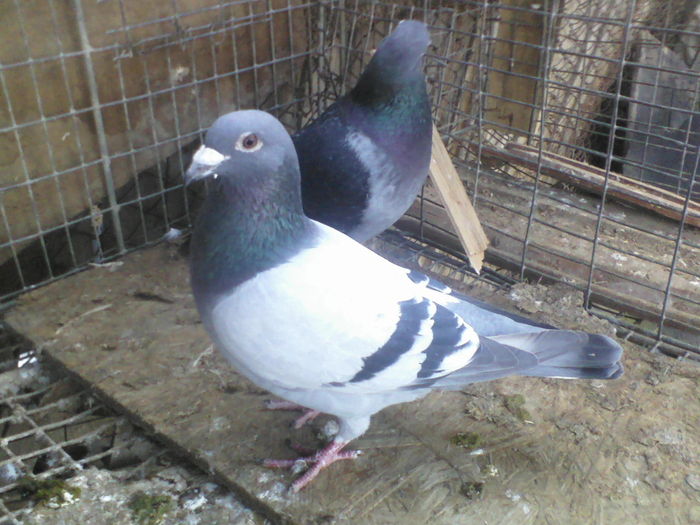 P14-03-11_07.41[1]
