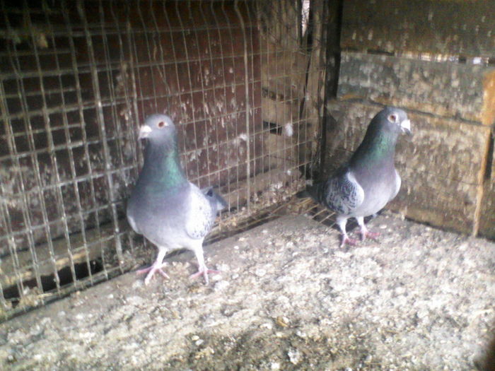 inelele taiate - sa umflat prea rau piciorul