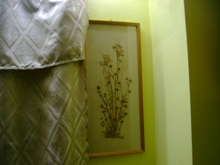 Picture 210 - florile mele