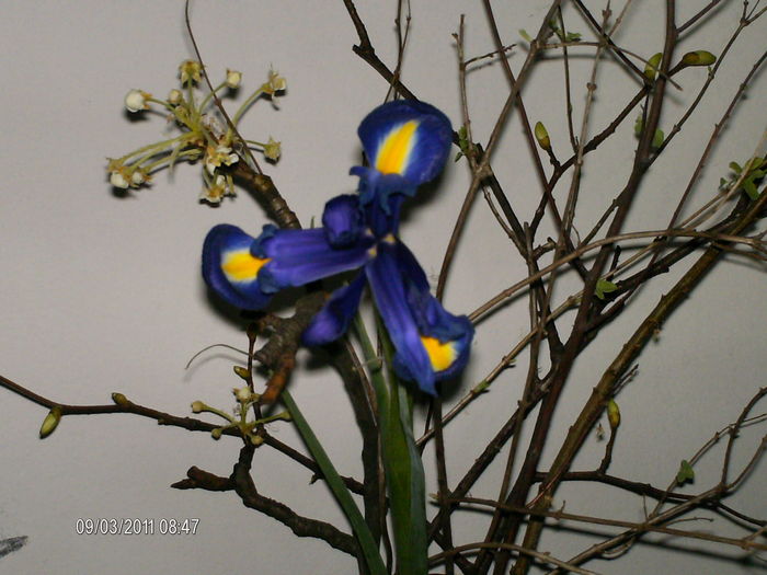 a aparut un fir de iris primit de 8 martie...