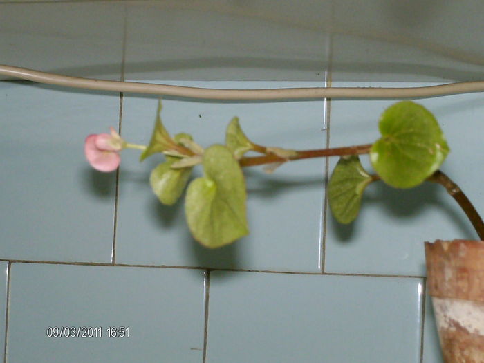 12 martie - florile mele _2011