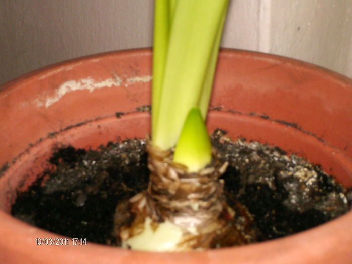 crin in 12 martie - florile mele _2011