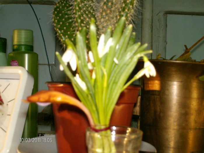 ghiocei de 8 martie si o brandusa...;) - florile mele _2011