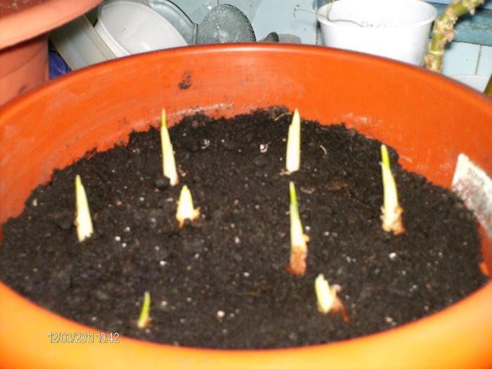 irisii se inalta...:))) - florile mele _2011