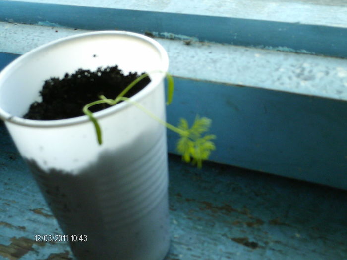un fir de marar temerar...;) - florile mele _2011