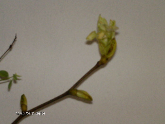 inca un mugur care se deschide..