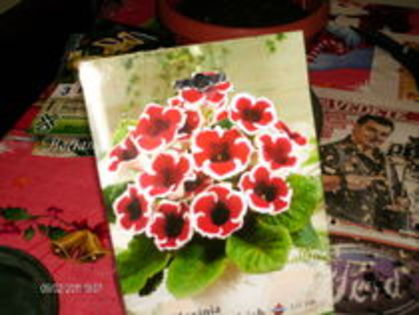 pusa in pamant in febroarie