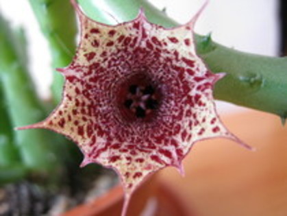 Huernia Recondita - asclepiadaceae