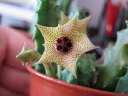 Huernia Thuretii v. Thureti