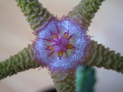 Stapelia Flavopurpurea - asclepiadaceae