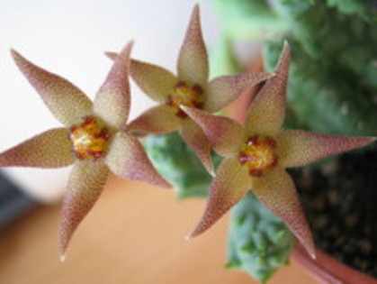 Piaranthus Foetidus - asclepiadaceae