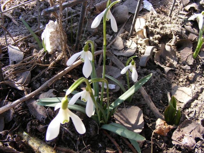 ghiocei-galanthus nivalis - primavara 2011