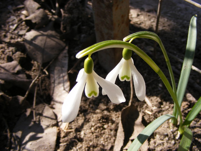 ghiocei-galanthus nivalis - primavara 2011