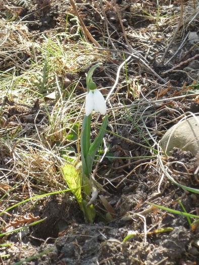 5 martie 2011 - Ghioceii vestitorii primaverii