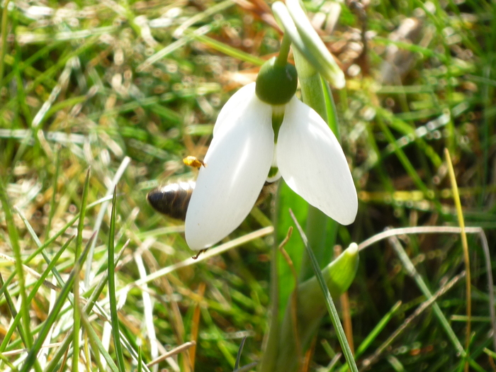 5 martie 2011 - Ghioceii vestitorii primaverii