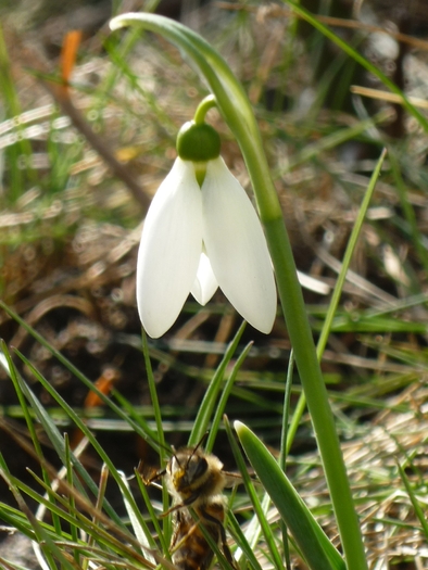 5 martie 2011 - Ghioceii vestitorii primaverii