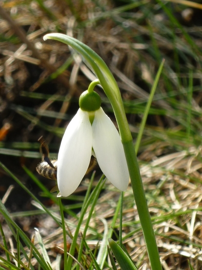 5 martie 2011 - Ghioceii vestitorii primaverii