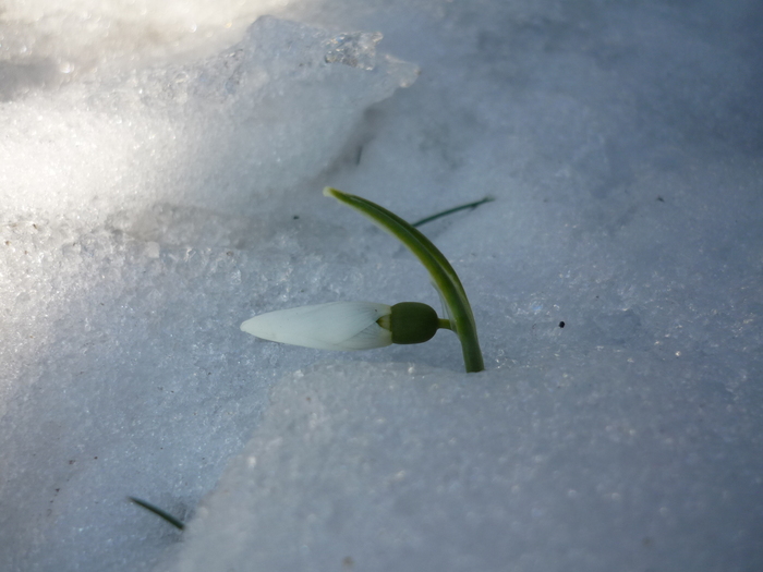 5 martie 2011 - Ghioceii vestitorii primaverii