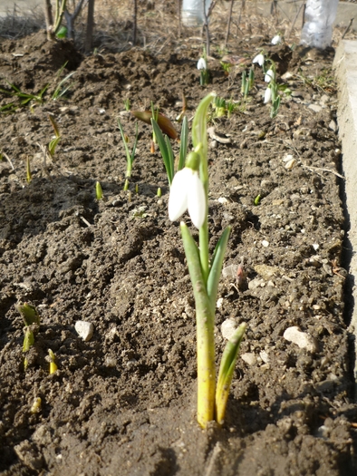 5 martie 2011 - Ghioceii vestitorii primaverii