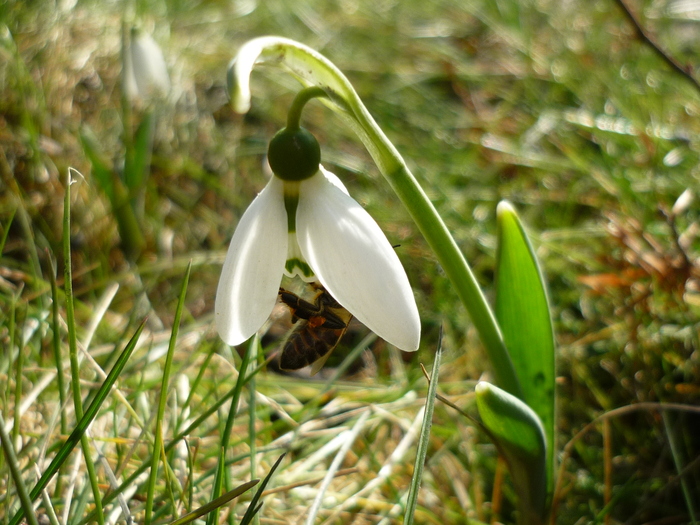 5 martie 2011 - Ghioceii vestitorii primaverii