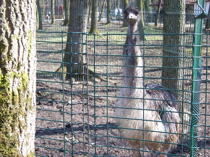 100_0104 - Zoo Timisoara