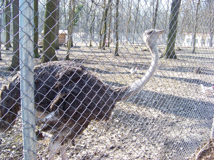 100_0122 - Zoo Timisoara