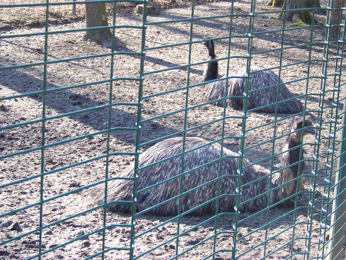 100_0263 - Zoo Timisoara