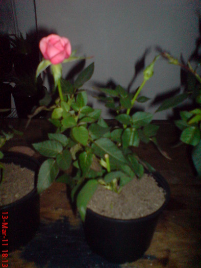 DSC00021 - trandafirii piticii