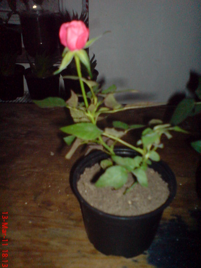 DSC00022 - trandafirii piticii