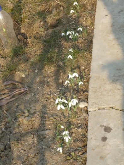 12 martie 2011 - Ghioceii vestitorii primaverii