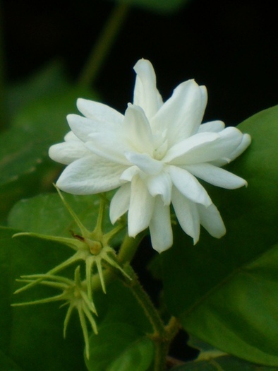 jasminum sambac - FLORI PE CARE MI LE DORESC