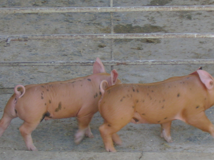 purcei duroc-pietreni- costinirimia purcei duroc-pietreni- costinirimia